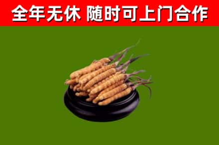 蓬江回收冬虫夏草